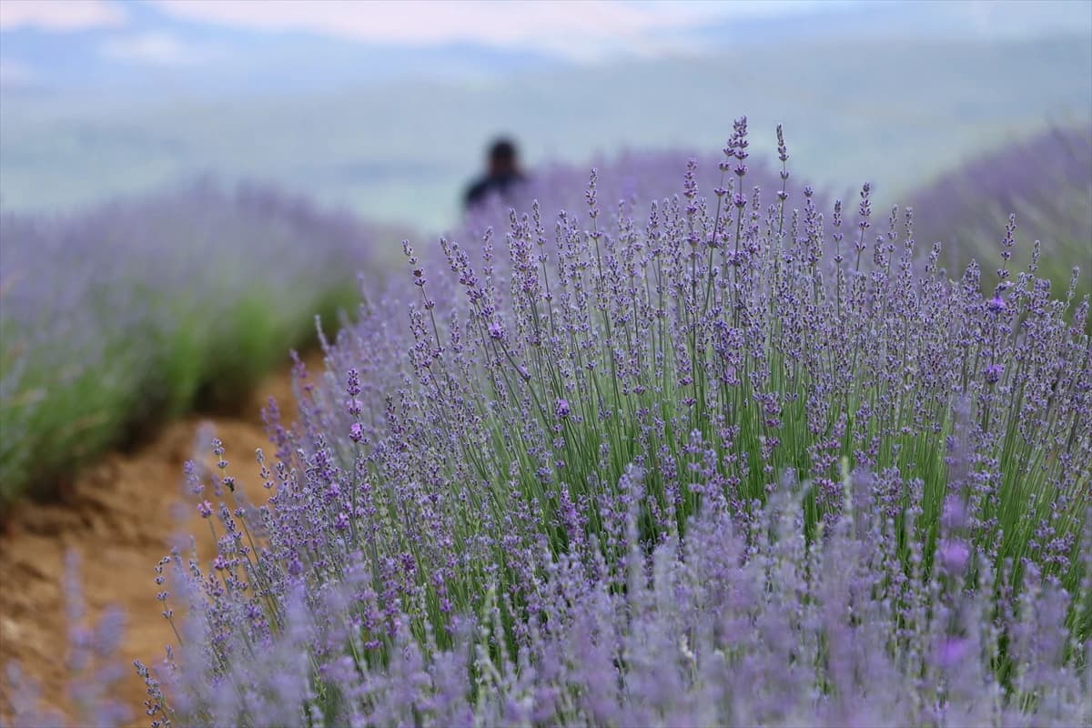 Dani lavande privlače veliki broj zaljubljenika u ovu biljku