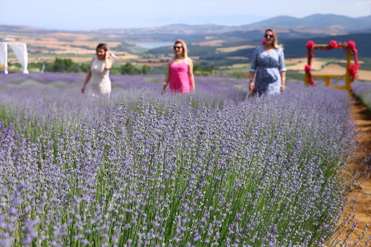 Dani lavande privlače veliki broj zaljubljenika u ovu biljku