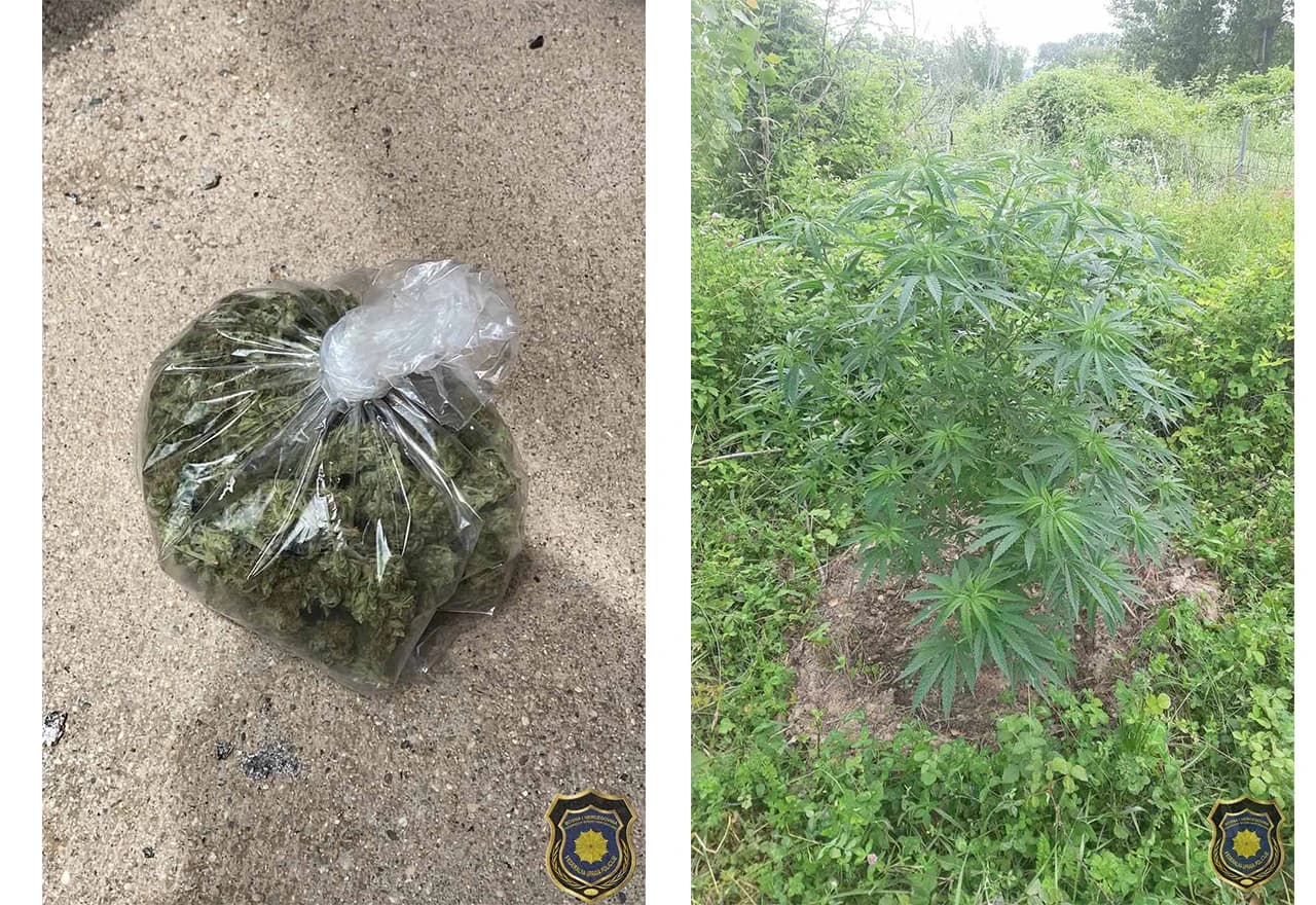 Zaplijenjena marihuana u Čapljini | Izvor: FUP