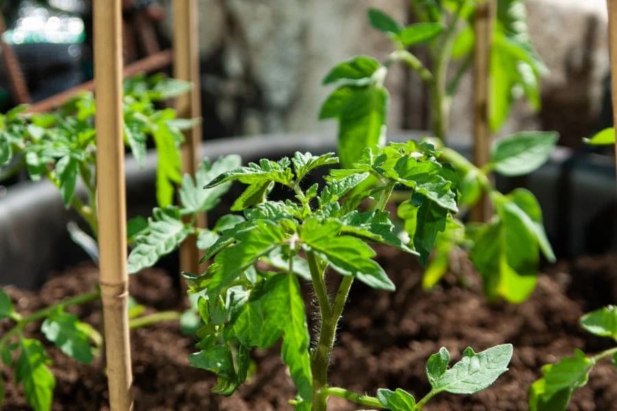 Stapovi u posudi s rajcicom