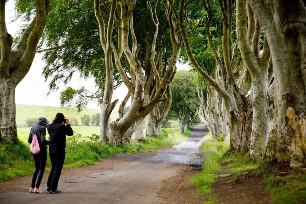 Dark Hedges -