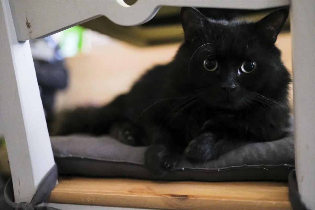 Kafići za mačke postaju sve češći