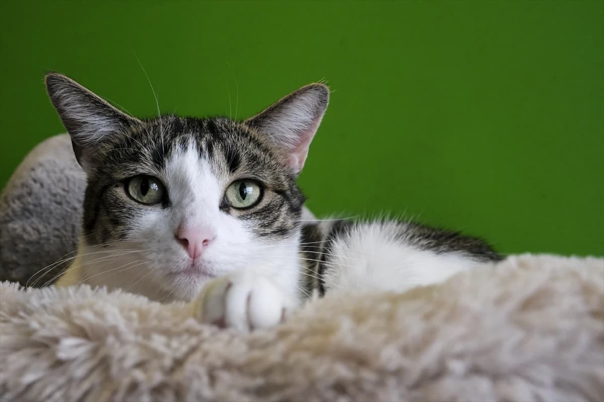 Kafići za mačke postaju sve češći