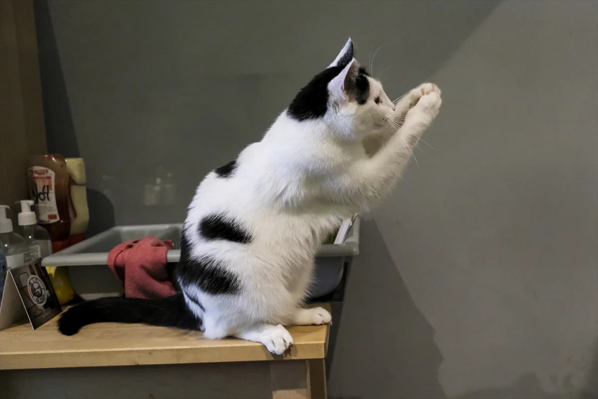 Kafići za mačke postaju sve češći