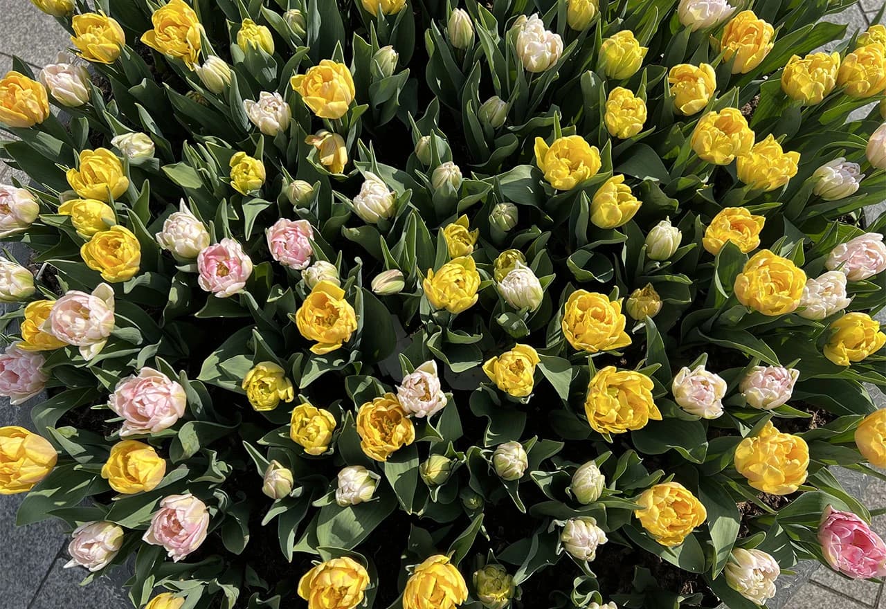 Ulice i mostovi Amsterdama ukrašeni stotinama tisuća tulipana