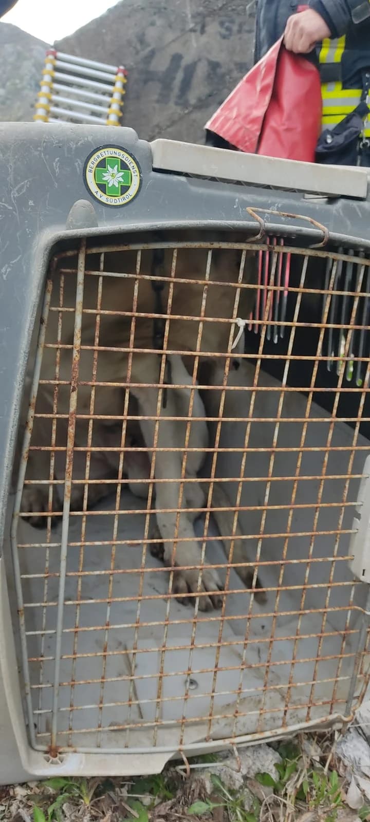 Akcija spašavanja psa