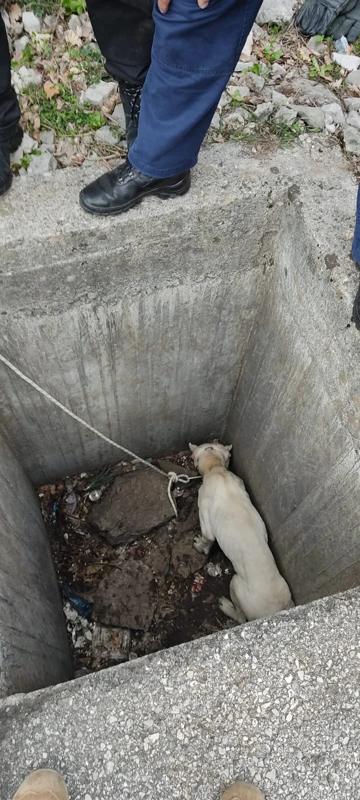 Akcija spašavanja psa