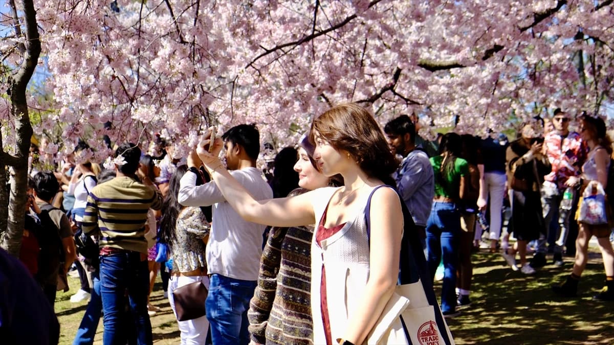 Nacionalni festival cvijeta trešnje