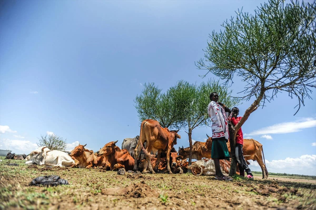 Ljudi iz zajednice Masai žive u polu-nomadskoj državi