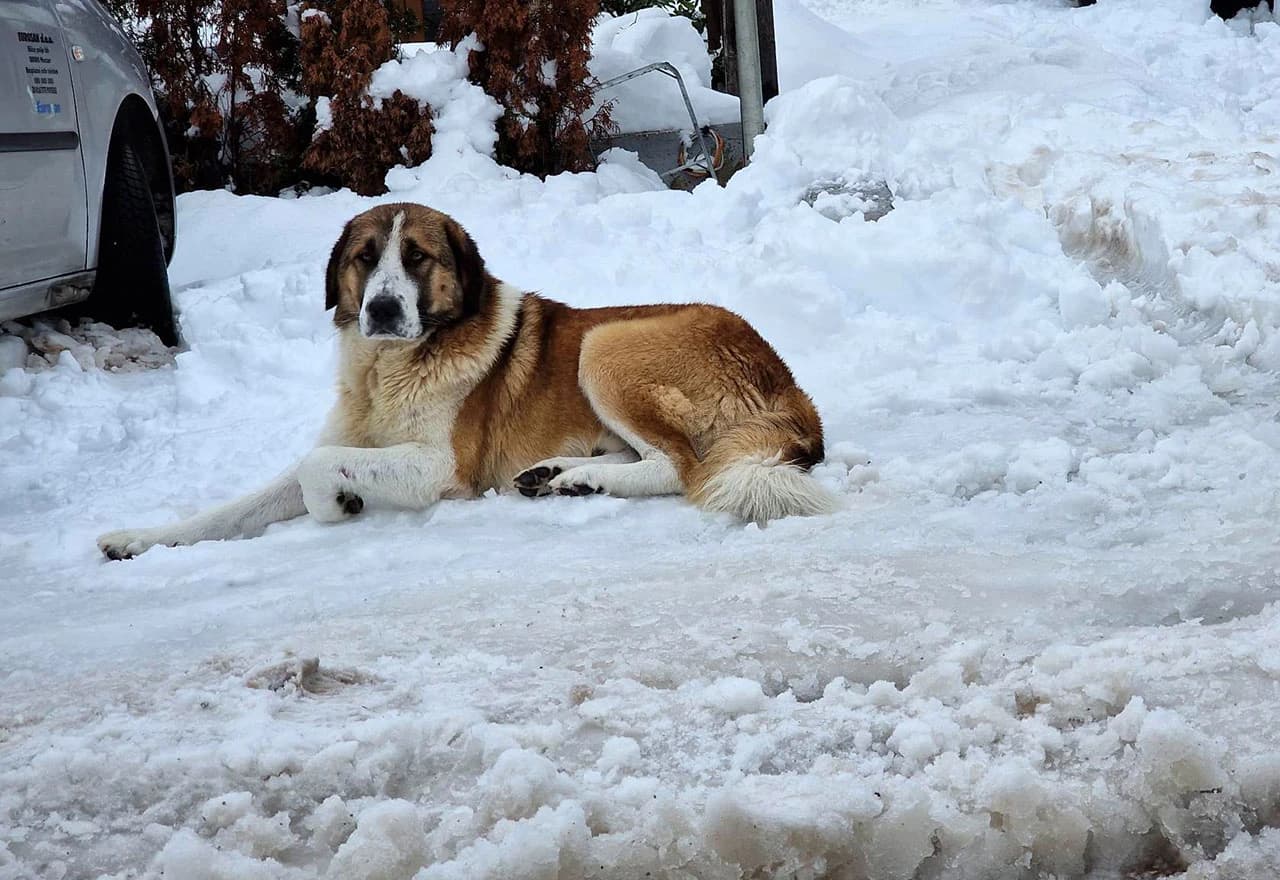 Nije svima zabavno na snijegu