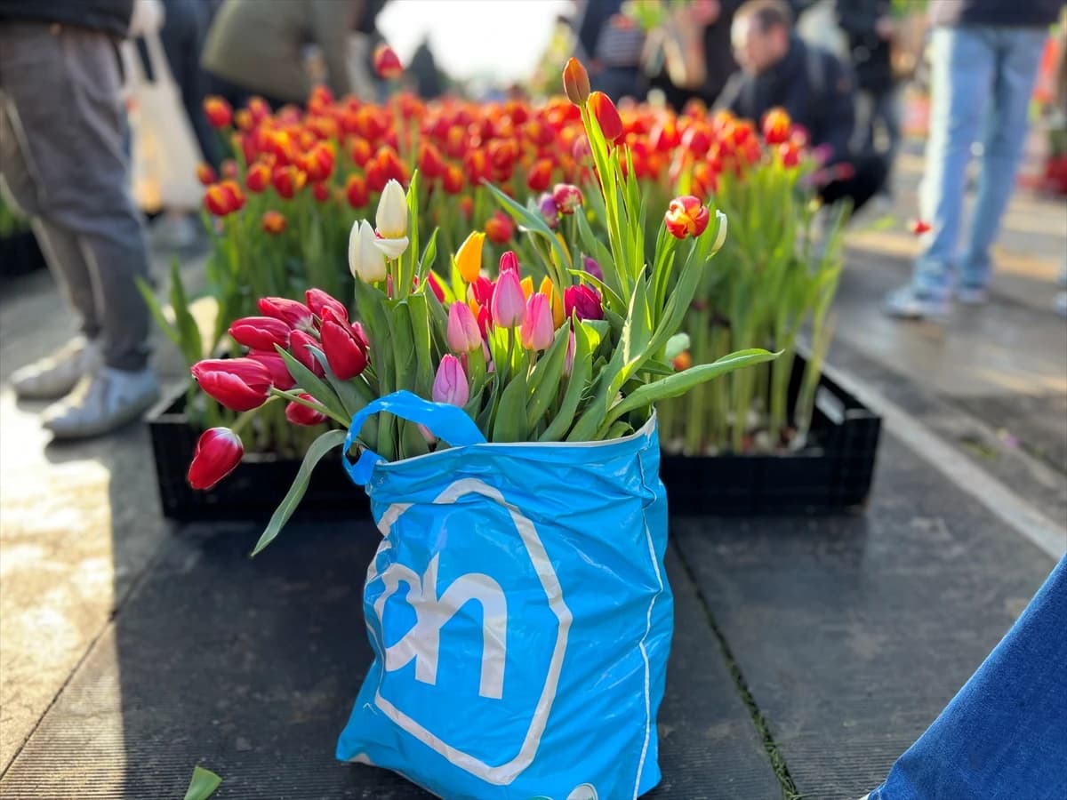 Obilježen Nacionalni dan tulipana