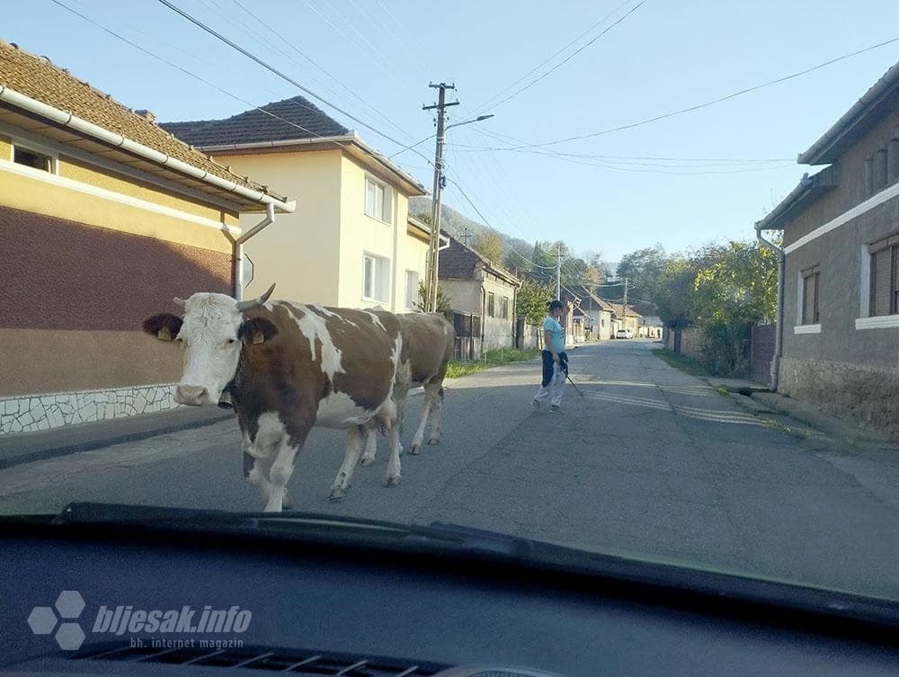 Krave imaju prednost