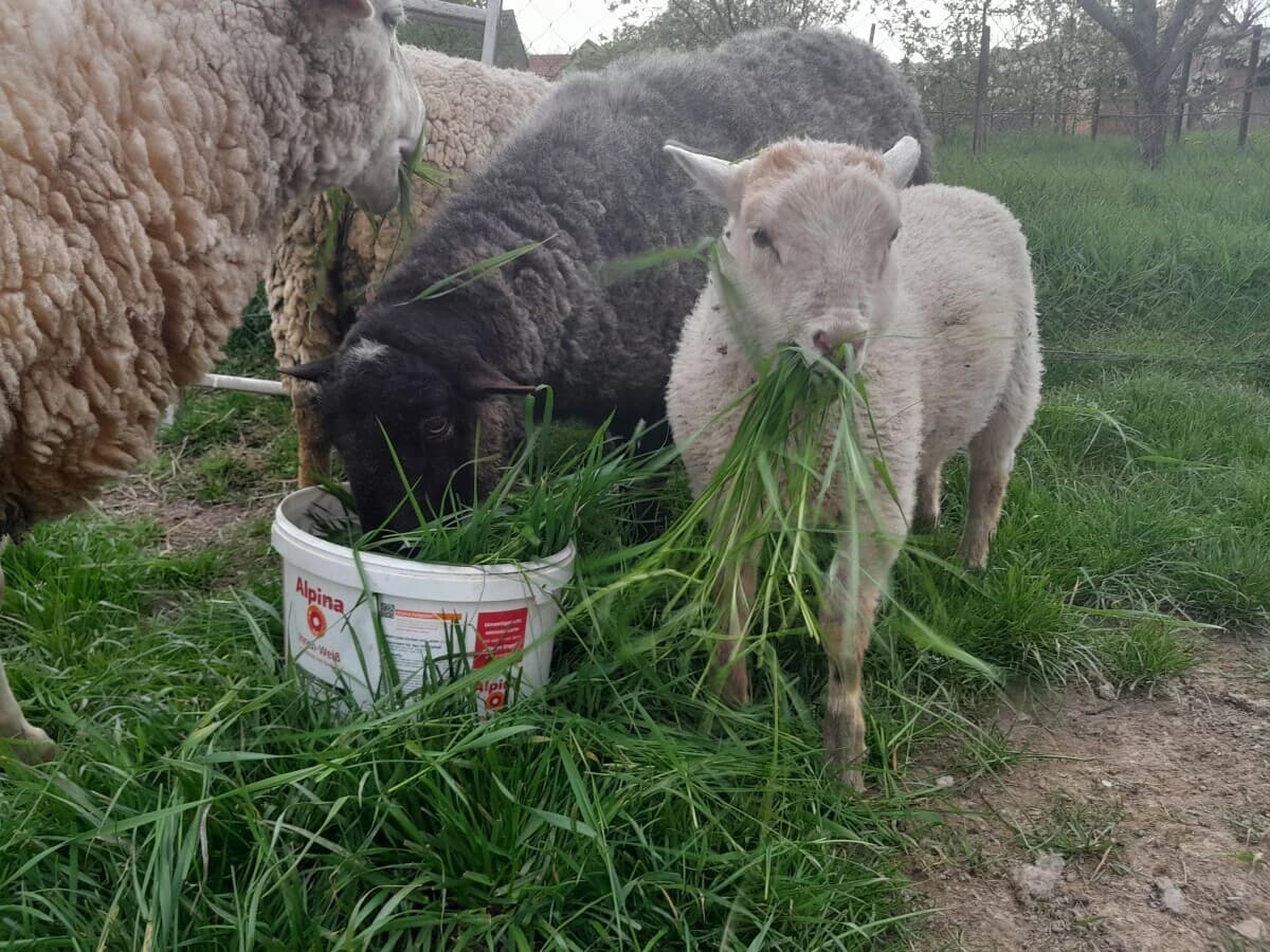 Križanac između ovce i jarca, poznat kao geep ili na hrvatskom jeziku ovcokoza ili kovca, rijedak je primjer prirodnog čuda.