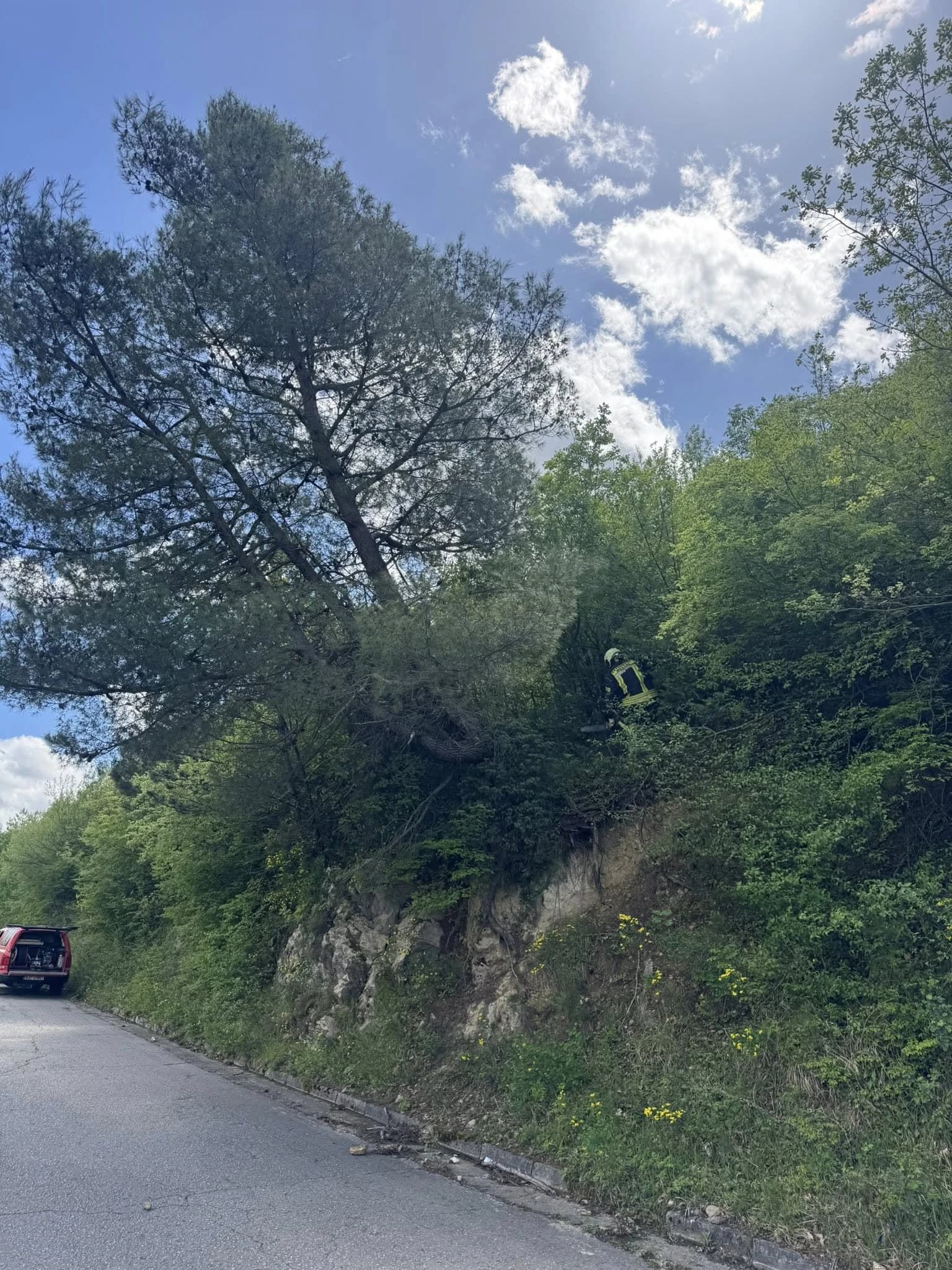 Uklanjanje stabala u mjesto Vranjevići