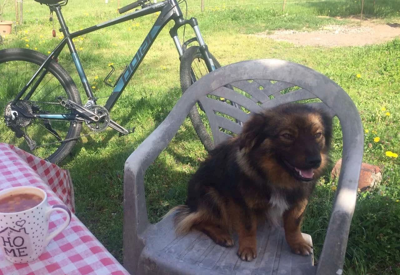 Sedamdesetogodišnjak iz Prnjavora moli pomoć u potrazi za ukradenim psom