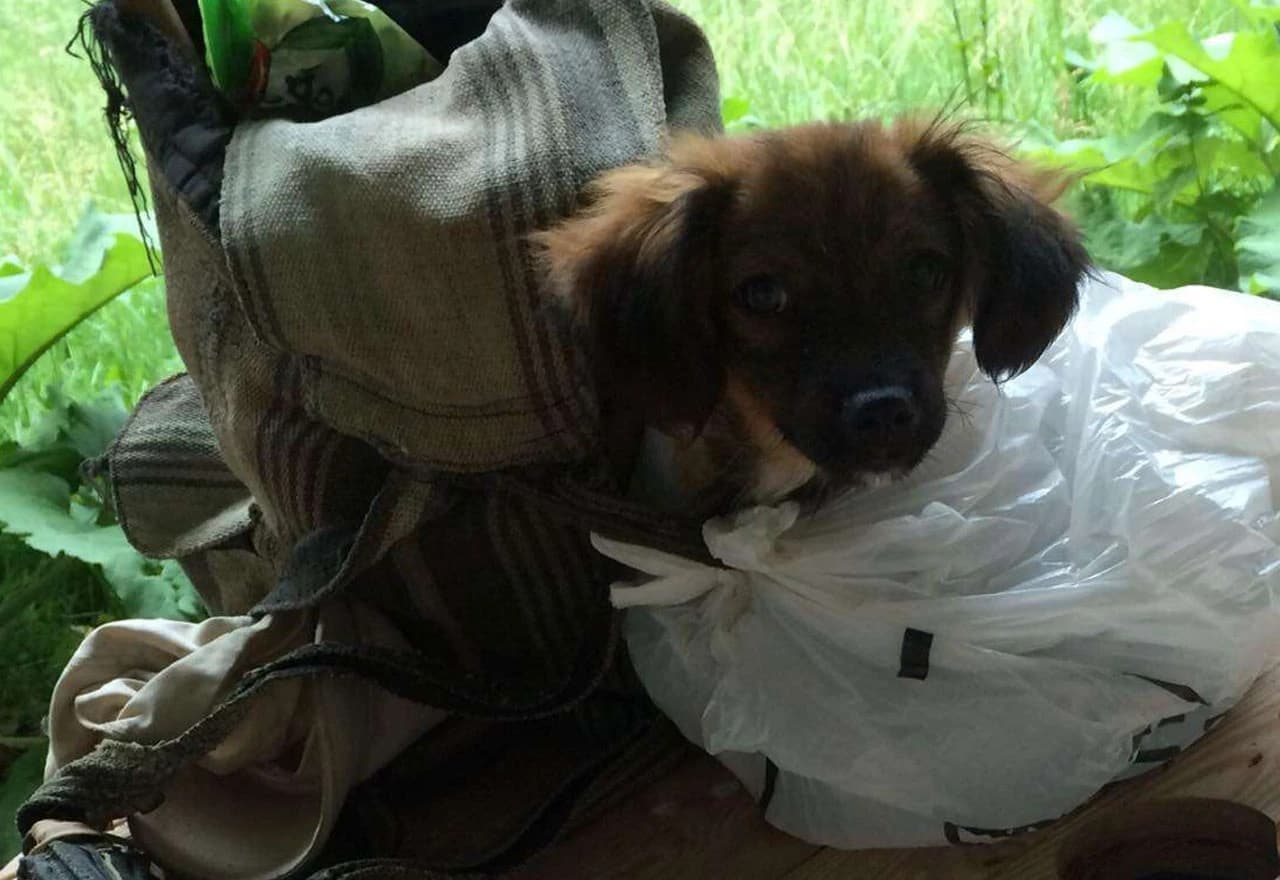 Sedamdesetogodišnjak iz Prnjavora moli pomoć u potrazi za ukradenim psom