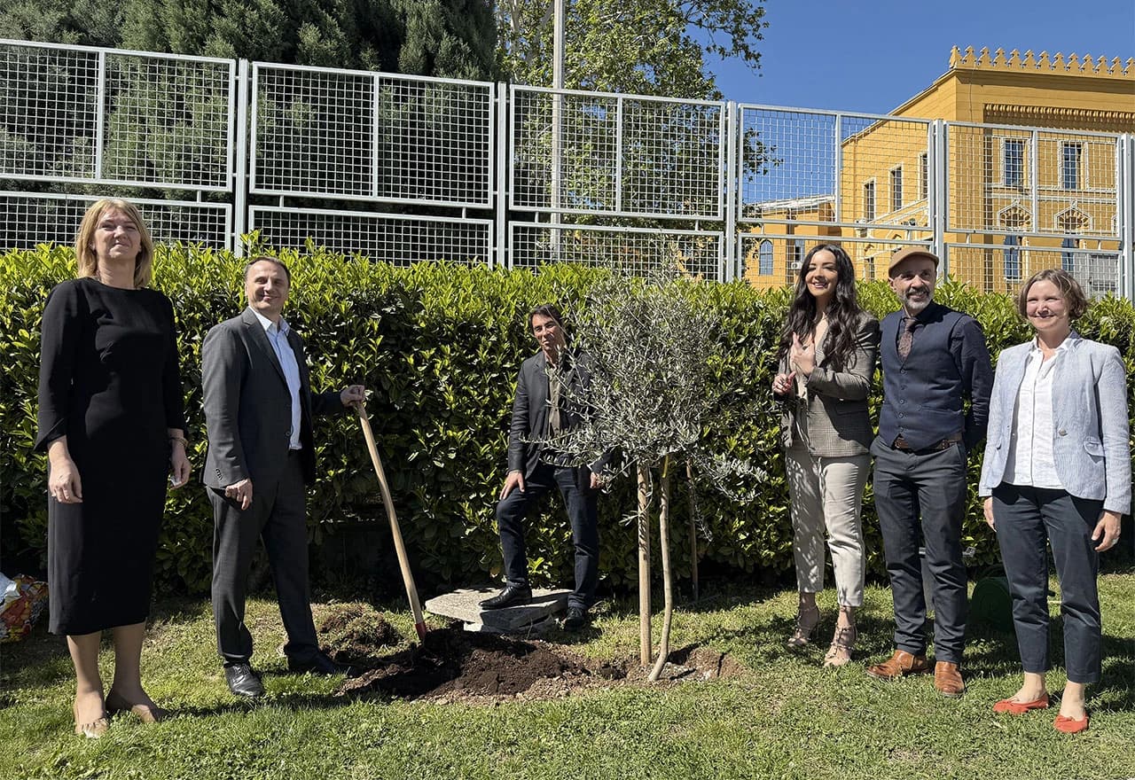 Sadnja masline u dvorištu Gradske vijećnice