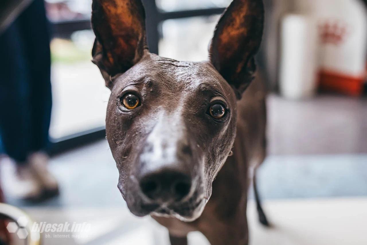 Stevo, peruanski bezdlaki pas