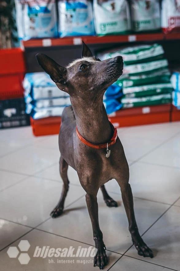 Verica, peruanski bezdlaki pas