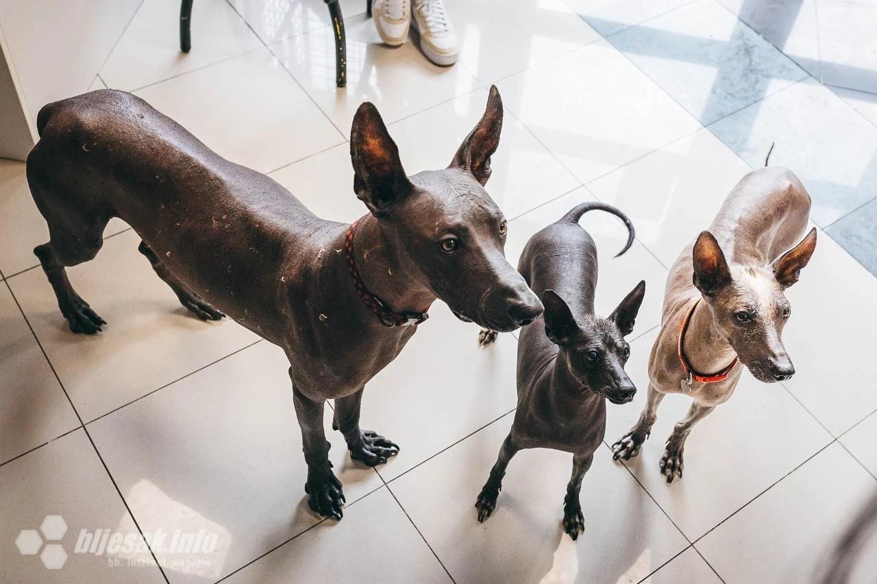 Koža peruanskih bezdlakih pasa zahtjeva posebnu njegu