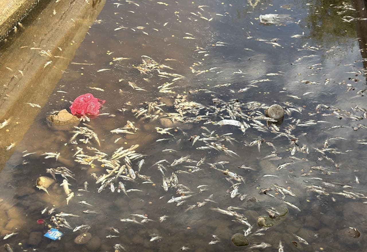 Isušivanje izvora Al-Auja