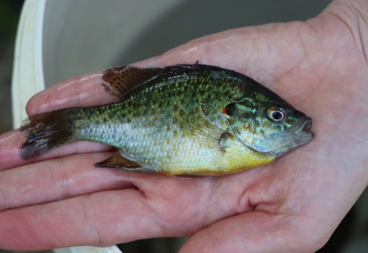 Projekt praćenja biološke raznolikosti