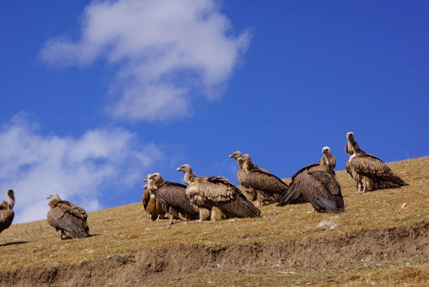 Lešinari se smatraju svetim pticama