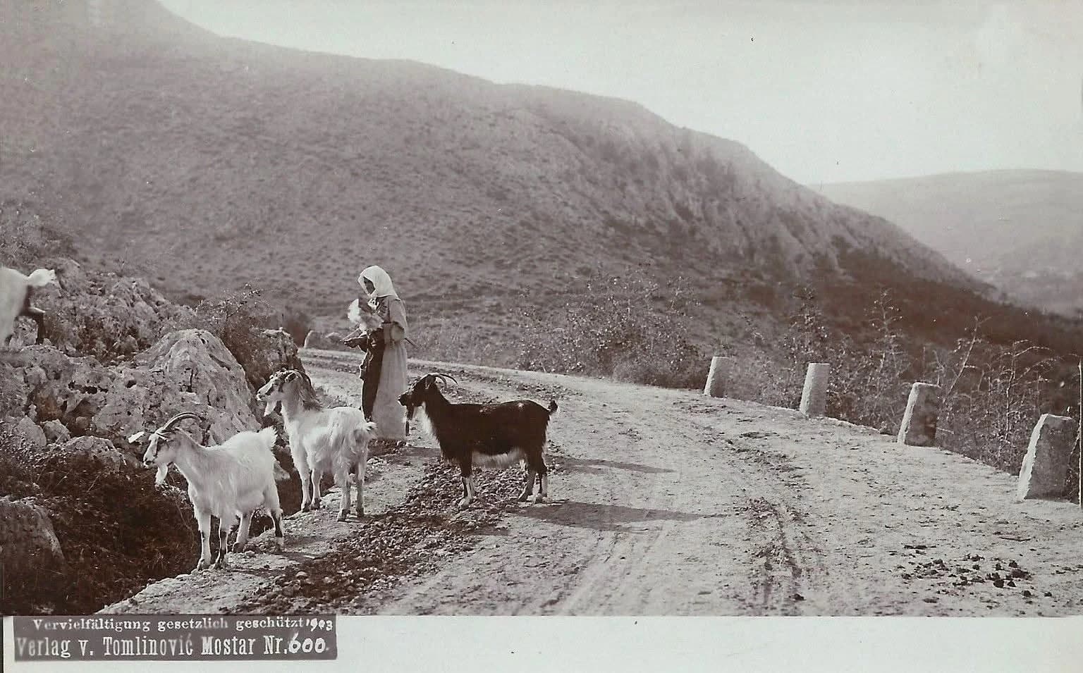 Žovnica 1903. godine