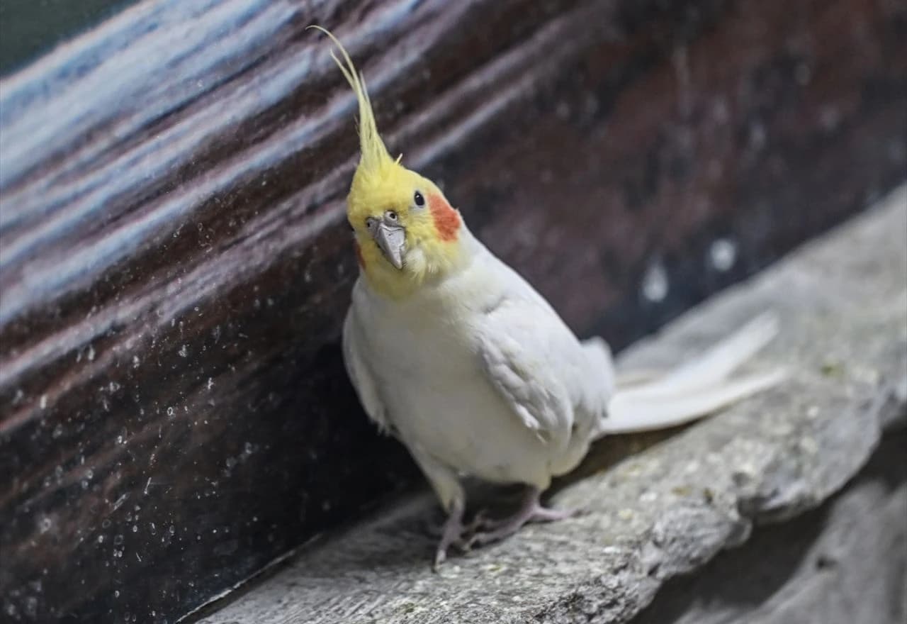 Svjetski dan papagaja