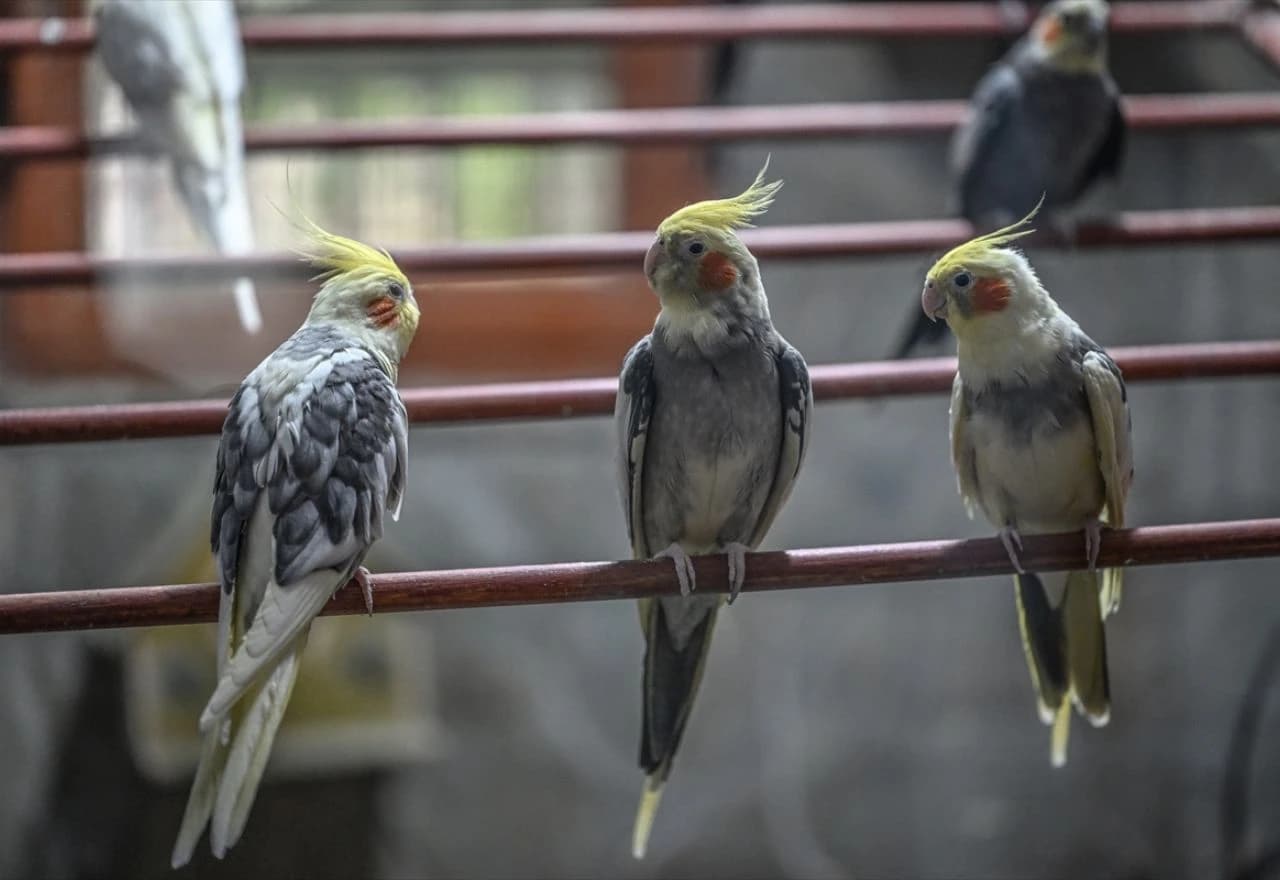 Svjetski dan papagaja