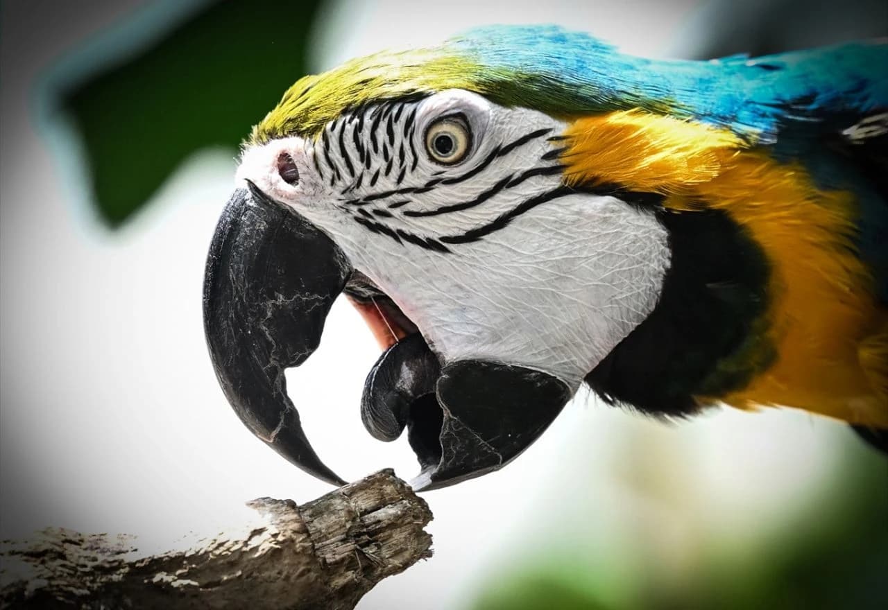 Svjetski dan papagaja