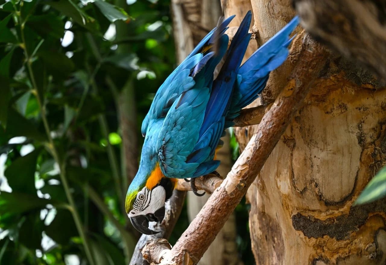 Svjetski dan papagaja