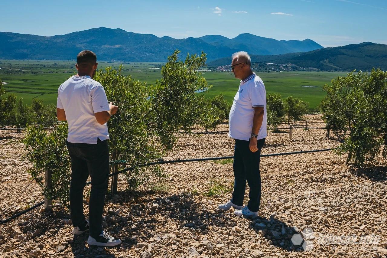 Šetnja maslinikom tvrtke AgroHerc Organic