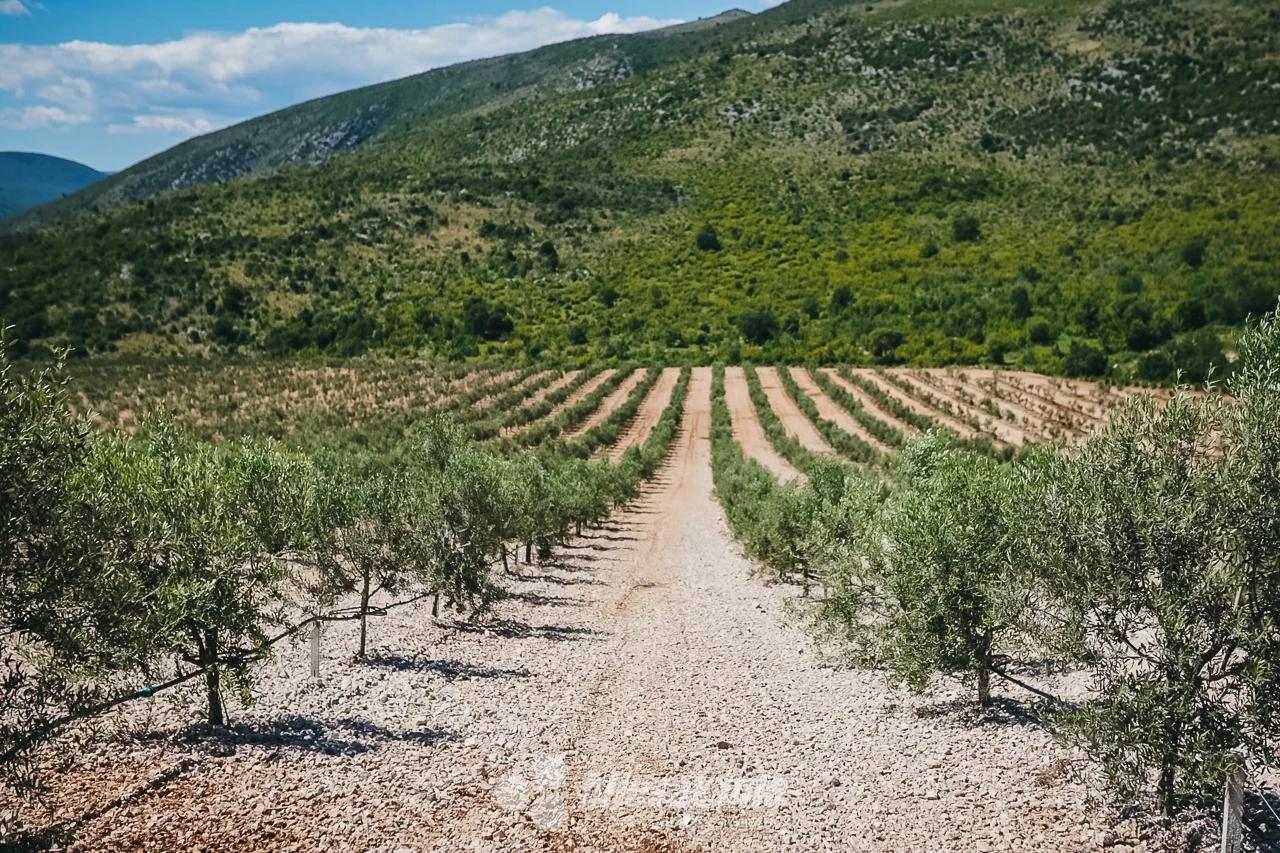 Maslinik tvrtke AgroHerc Organic