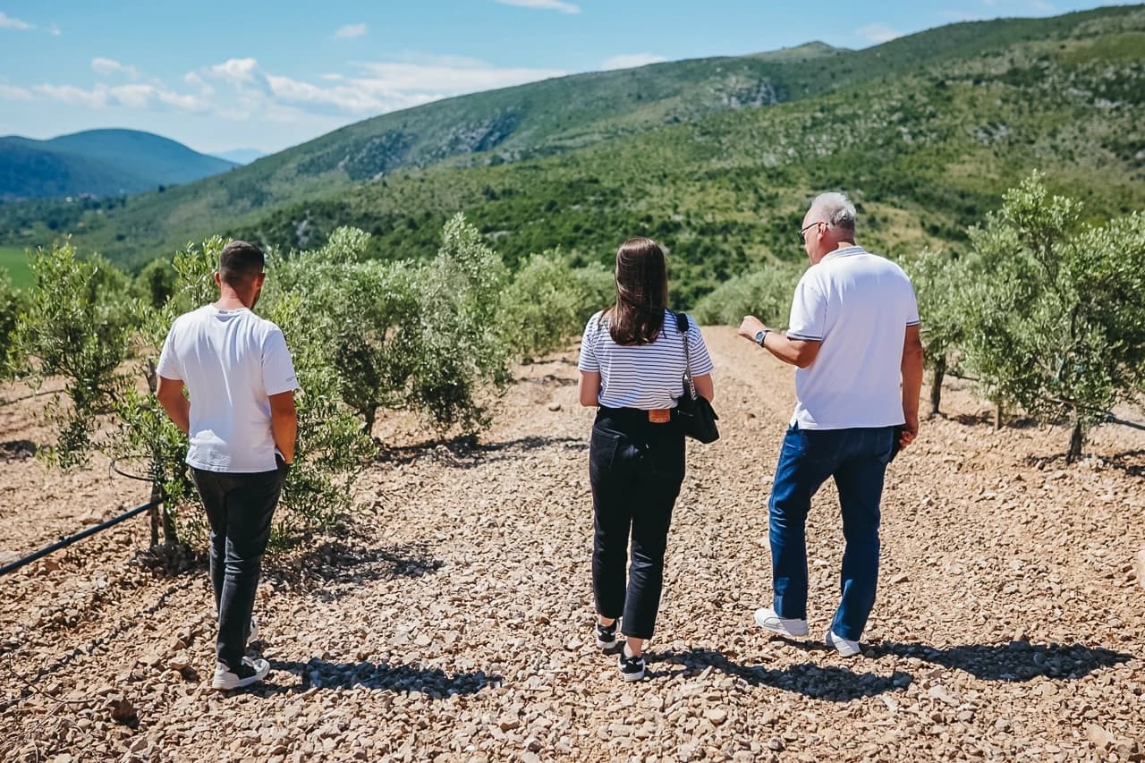 Šetnja maslinikom tvrtke AgroHerc Organic u Gabeli kod Čapljine