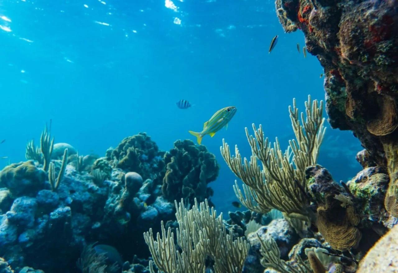 Podvodni svijet u Sargaškom moru