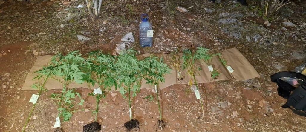 Devet stabljika marihuane