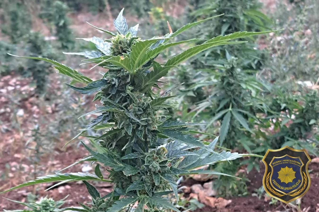 Neovlaštena proizvodnja opojnih droga