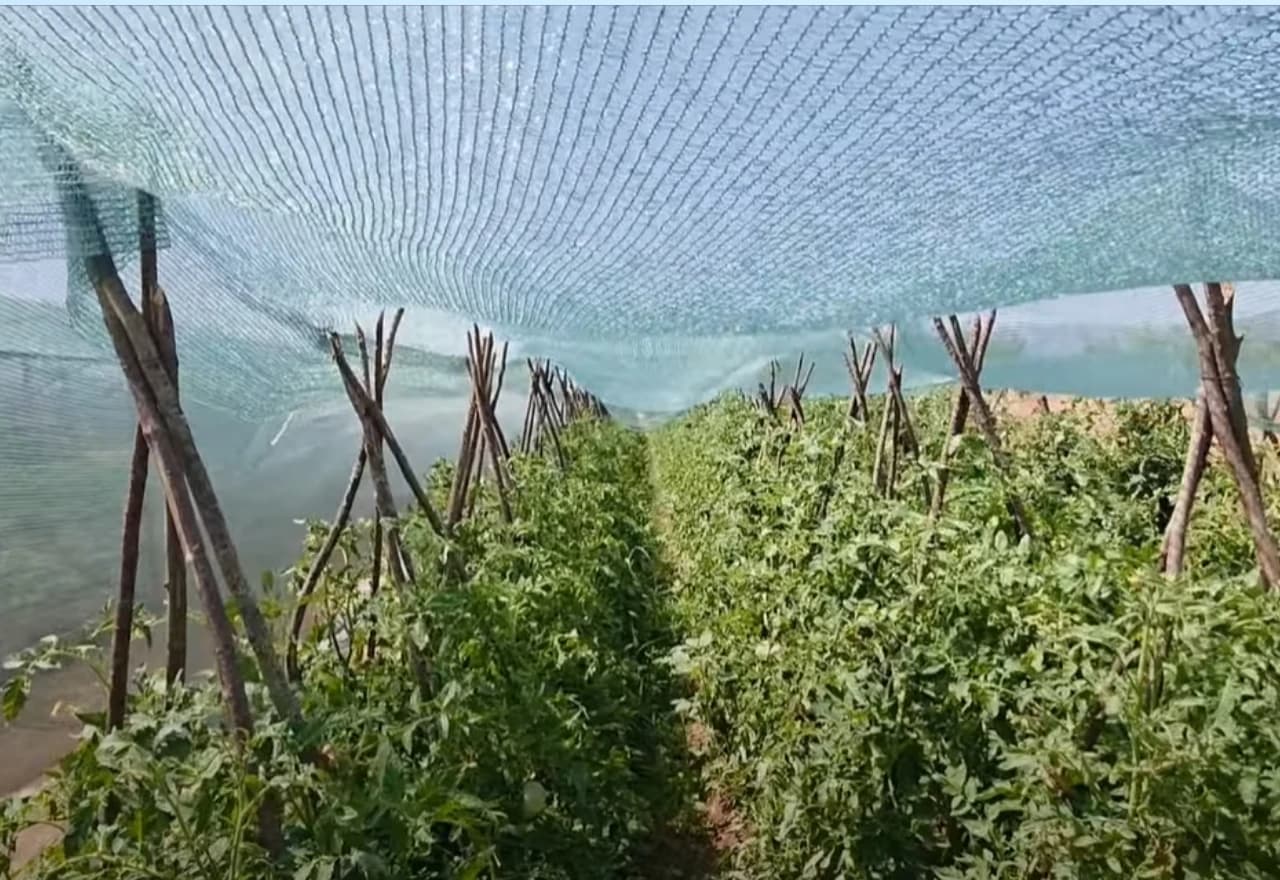 Zasjenjivanje mrežom