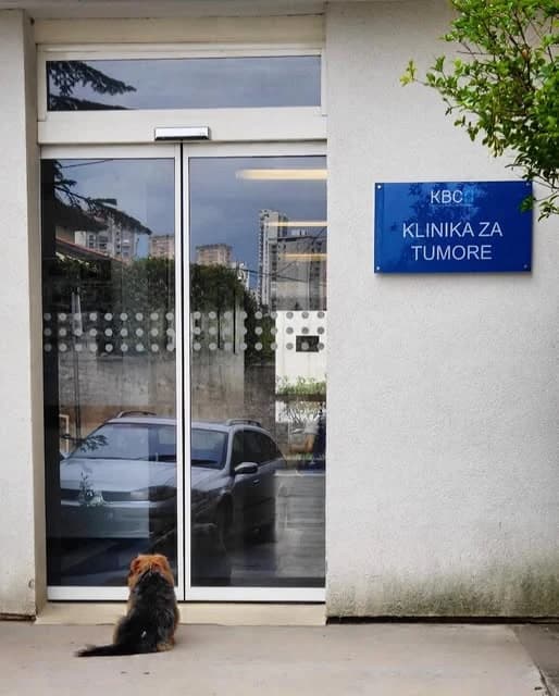 Vjerni pas pred bolničkim vratima čeka na vlasnika