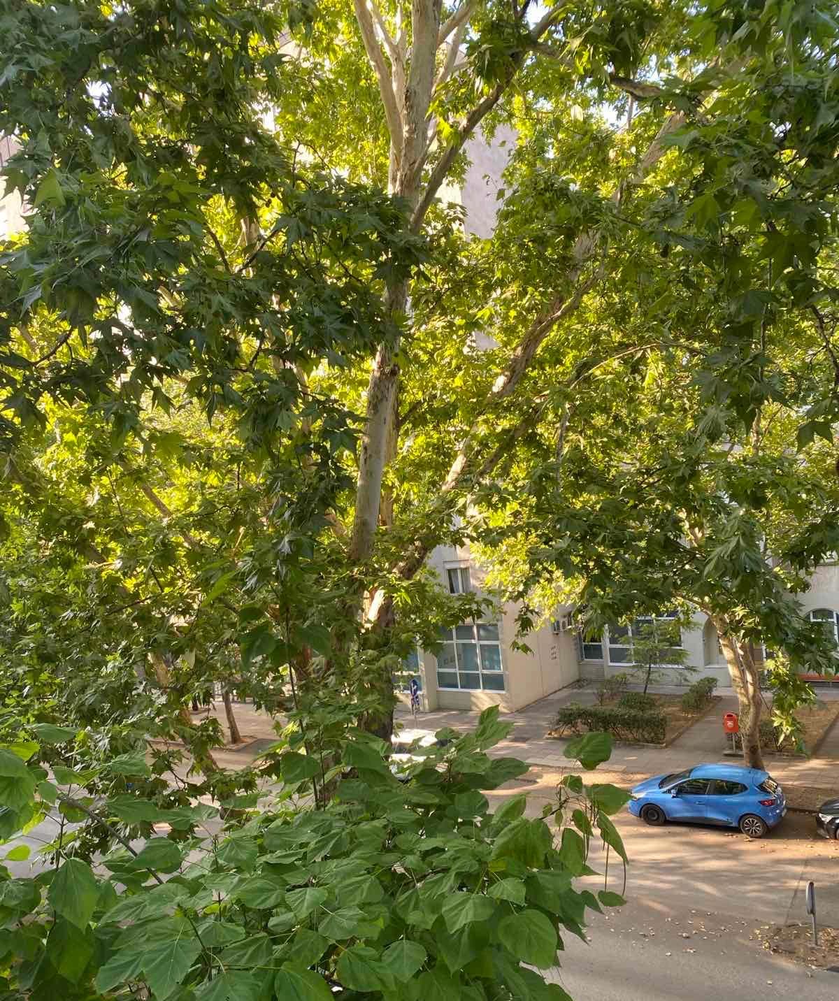 Platan u Splitskoj ulici
