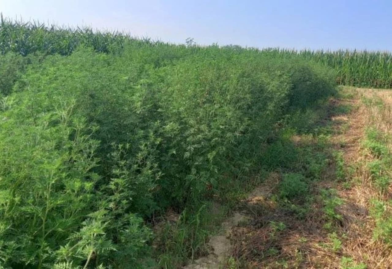 Ambrozija u kukuruzu