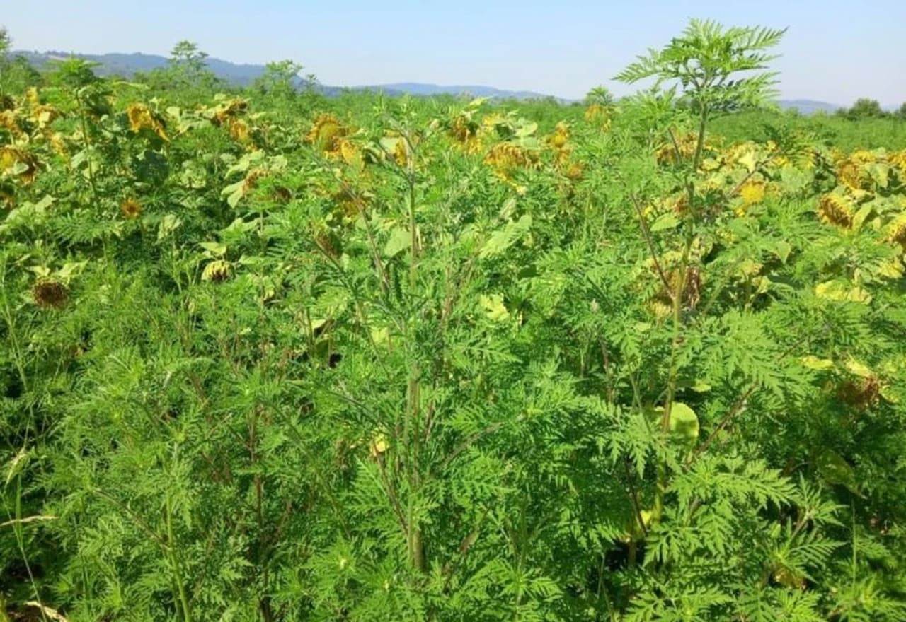 Ambrozija u suncokretu