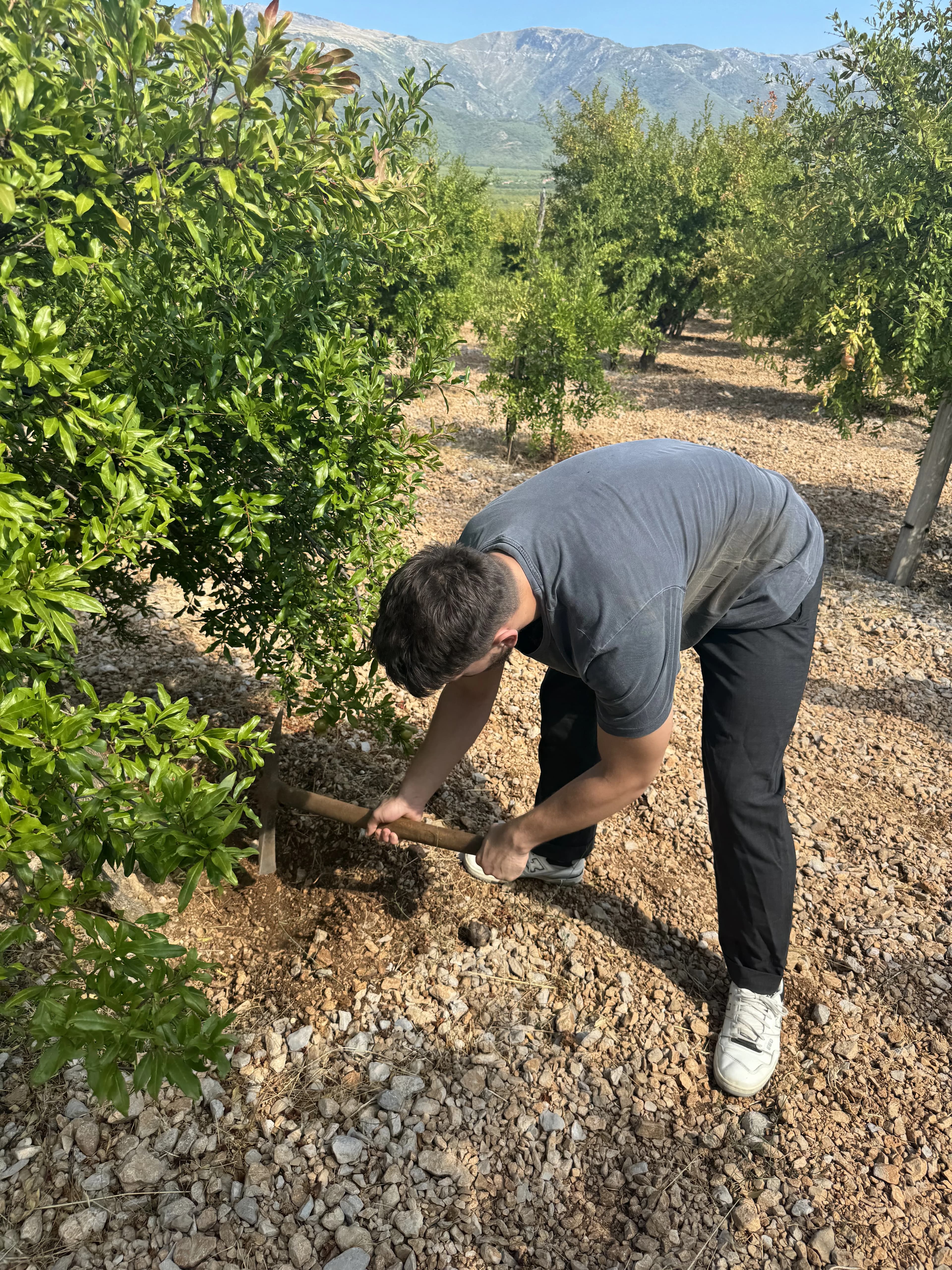 Fejsal Tipura na plantaži divljeg nara