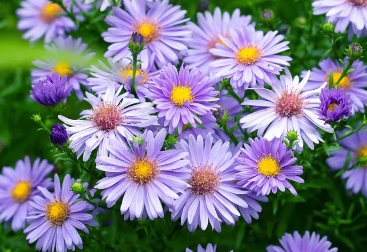 Aster