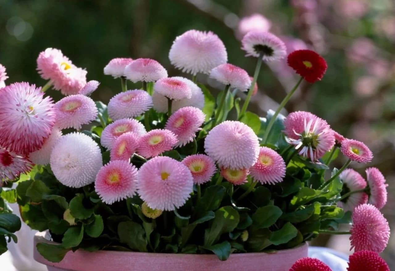 Dvogodišnja tratinčica