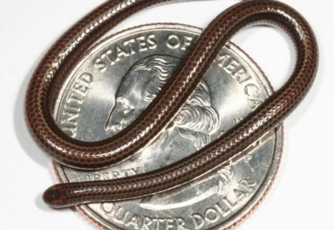 Najmanja zmija na svijetu na kovanici