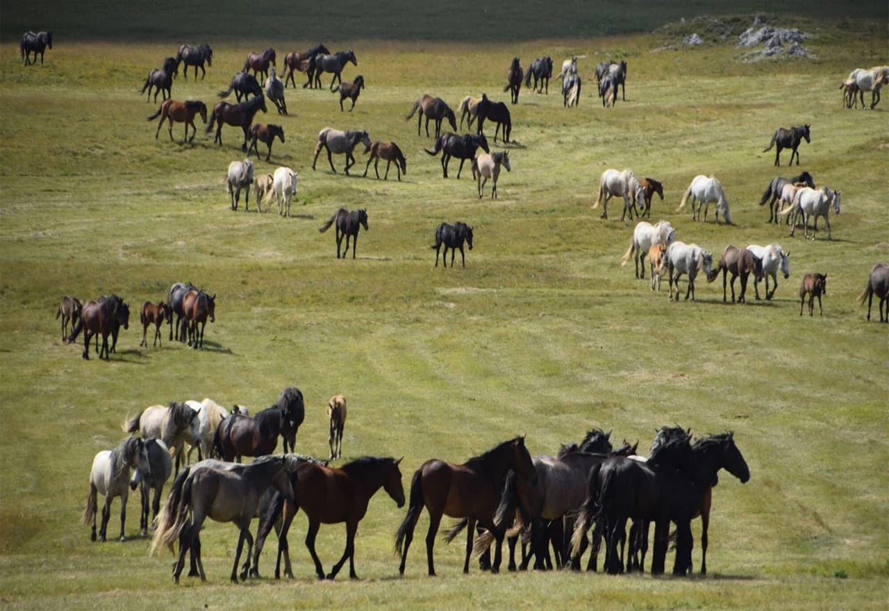 Stotine konja galopira slobodno, ali prijeti im nestanak