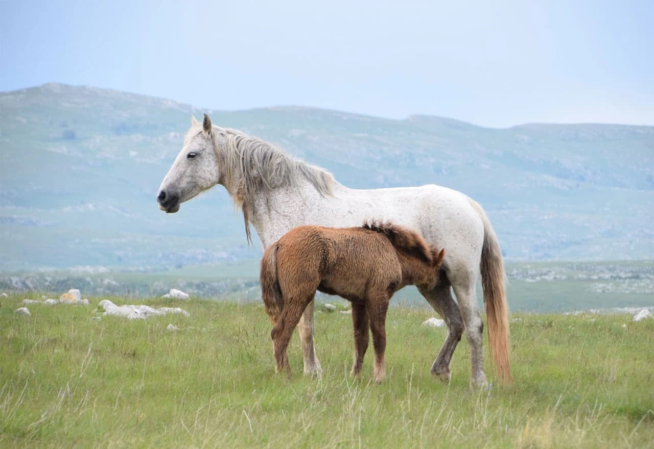 Stotine konja galopira slobodno, ali prijeti im nestanak