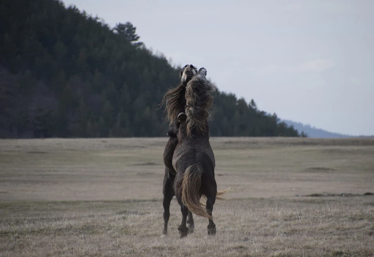 Stotine konja galopira slobodno, ali prijeti im nestanak